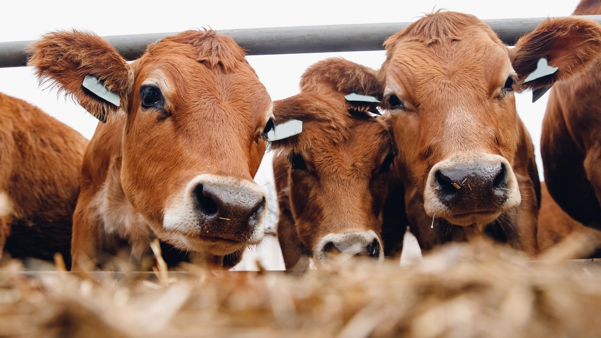 Les ruminants chez Provimi