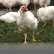 Poules à l'extérieur