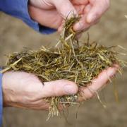 Ensilage dans une main