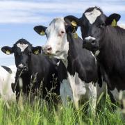 Vaches Holstein dans un champs