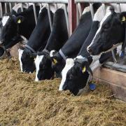 Vaches Holstein mangent au cornadis