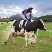 Vaches Holstein mangent au cornadis