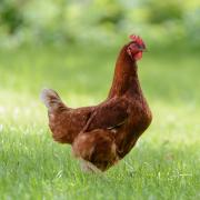 Poule pondeuse dans l'herbe