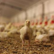 poussins dans un bâtiment