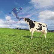 Vaches Holstein dans un champs