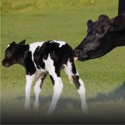 Vache léchant son veau dans un champs